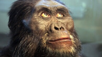 Australopithecus afarensis