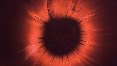 joel filipe rG1LNUFgJhI unsplash