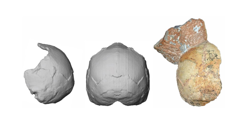 احافير عظام