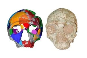 احافير ما قبل الميلاد