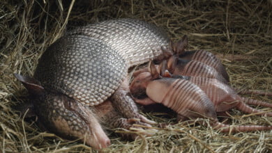 Armadillo Quadruplets