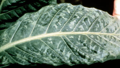 Tobacco mosaic virus symptoms tobacco