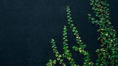 pika alyani WajET vzPmI unsplash