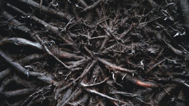 thea smc a3bYvwm ZyY unsplash