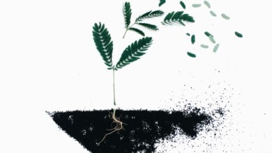 About the history of ideas