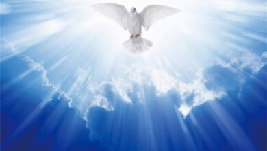 أجنحة واسعة